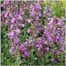 Neysastore 25 Seeds Germander