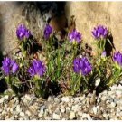 Neysastore 25 Seeds Grassy Bells