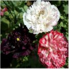 Neysastore 100 Seeds Peony Poppy Antique Shades Mix