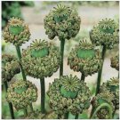 Neysastore 100 Seeds Peony Poppy Hens Chicks