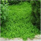 Neysastore 100 Seeds Green Carpet Herniaria Glabra
