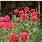 Neysastore 100 Seeds Peony Poppy Bombast Red