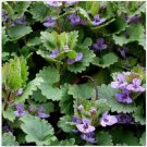 Neysastore 25 Seeds Ground Ivy