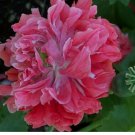 Neysastore 100 Seeds Peony Poppy Salmon