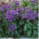 Neysastore Heliotrope Marine 50 Seeds