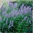 Neysastore Hyssop Anise 100 Seeds