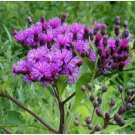 Neysastore Ironweed 200 Seeds