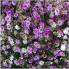 Neysastore Immortelle Mix 200 Seeds