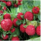 Neysastore Strawberry-Duchesnea Indica Tuttifrutti 100 Seeds
