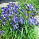 Neysastore Iris- Missouriensis 50 Seeds