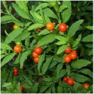 Neysastore Jerusalem Cherry 50 Seeds