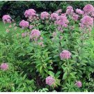 Neysastore Joe Pye Weed 200 Seeds