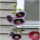 Neysastore 25 Purple White Hollyhock Seeds Perennial Giant Flower