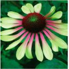 Neysastore 50 Green Pink Coneflower Seeds Echinacea Flower Perennial Flowers