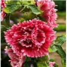 Neysastore 25 Double Red Pink Hollyhock Seeds Perennial Giant Seed Flower