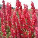 Neysastore 50 Red Delphinium Seeds Perennial Garden Flower Bright Seed