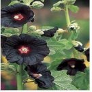 Neysastore 25 Black Hollyhock Seeds Perennial Giant Flower Garden