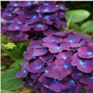 Neysastore 5 Purple Blue Hydrangea Seeds Perennial Hardy Garden Shrub Bloom