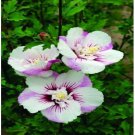 Neysastore 25 White Purple White Hollyhock Seeds Perennial Giant Flower