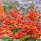 Neysastore 25 Bright Orange Hollyhock Seeds Perennial Giant Flower