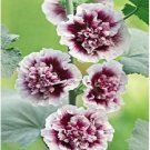 Neysastore 25 Double Purple Hollyhock Seeds Perennial Giant Flower Garden
