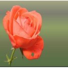 Neysastore Orange Rose Flower Seeds 50 SEEDS