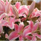 Neysastore 50pcs Pink Rare Lily Flower Seeds Planting Flower Lilium Perfume