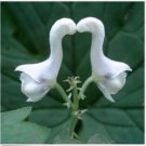 Neysastore 100pcs White Swan Flowers Seeds Garden Rare Plant Bonsai Herbaceous