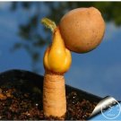 Neysastore 100PCS Best rare Cactus Flower Seeds, giant shape , heat tolerant Succulent