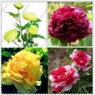 Neysastore 10pcs chinese peony,peony root seeds, Chinese Pink Golden Purple Duble