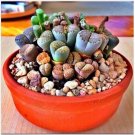 Neysastore RARE Lithops MIX succulent cactus EXOTIC living stones desert rock seed 50 SEEDS