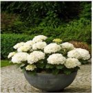 Neysastore 20Pcs Perennial Seeds Home Garden White Hydrangea Seeds Easy to Grow Flower DIY