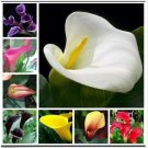 Neysastore Calla Lily Flowers 100 PCS Seeds Zantedeschia Aethiopica Plants Bonsai
