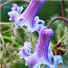 Neysastore USA-Seller 100pcs Mix Beautiful Clematis Seeds Bonsai Flower Seeds