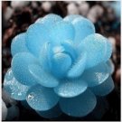 Neysastore USA-Seller 50Pcs seedsMini Potted Succulents Seed Stone Blue Lotus Flower Seeds