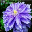 Neysastore USA-Seller 100pcs Mix Beautiful Clematis Seeds Bonsai Flower Seeds