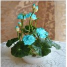 Neysastore USA-Seller 5Pcs WATER LILY MINI LOTUS Seeds
