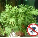 Neysastore USA-100Pcs riddex plant seeds Mosquito Repelling Grass Mozzie Buster Sweetgrass