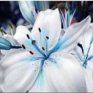 Neysastore USA-Seller 50pcs Blue Lily Plant Seeds Potted Bonsai Lilium Flower Perfume Plant