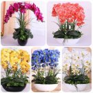 Neysastore US- 100 Pcs Mixed Colors Phalaenopsis Seeds Bonsai Balcony Flower Orchid Seeds