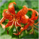 Neysastore 25+ LILIUM TURKS CAP LILY FLOWER SEEDS PERENNIAL