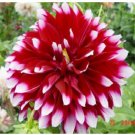 Neysastore US-Seller Rare Beautiful Perennial Dahlia Flowers Seeds 20PCS