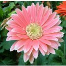Neysastore Gerbera Daisy Hybrids Mix Flower Seeds 50PCS
