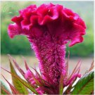 Neysastore Bulk Seed 100 Giant Cockscomb Seeds Celosia Cristata For Garden