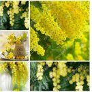 Neysastore 50- Golden Albizzia seeds beautiful Golden acacia tree Yellow Albizzia flowers