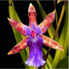 Neysastore USA-Seller 50pcs Orchid Seed Flower Seeds Rare Home Garden Mixed Colors