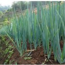 Neysastore USA-Sellers onion, WHITE LISBON, green bunching onion or SCALLION, 50 SEEDS