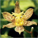 Neysastore 50+ TRICYRTIS JAPANESE TOAD LILY FLOWER SEEDS SHADE PERENNIAL DEER RESISTANT