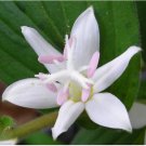 Neysastore 50+ TRICYRTIS JAPANESE TOAD LILY FLOWER SEEDS SHADE PERENNIAL DEER