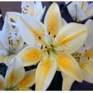 Neysastore USA-Seller 50pcs Lily Plant Seeds Potted Bonsai Lilium Flower
